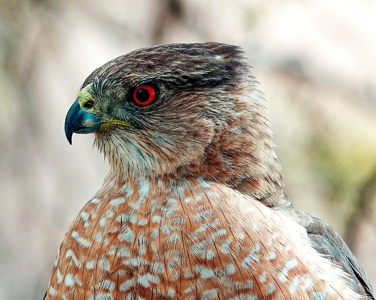 Coopers Hawk Closeup